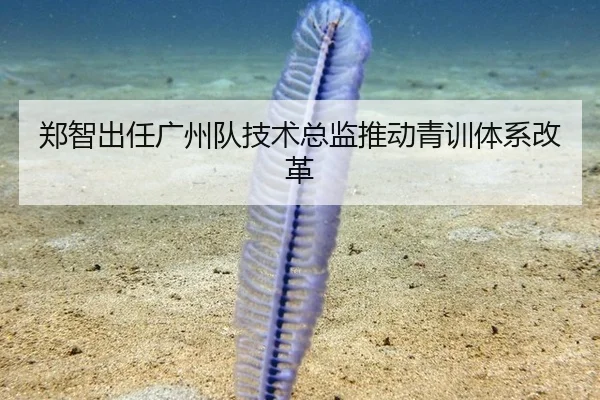 郑智出任广州队技术总监推动青训体系改革